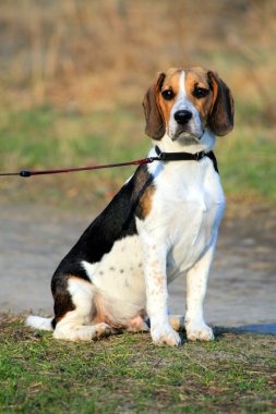 Üç renkli beagle köpek yavrusu