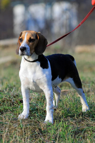 Dreifarbiger Beagle-Welpe — Stockfoto
