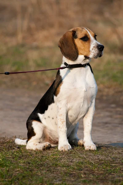 Τρι-χρωματισμένο beagle κουτάβι — Φωτογραφία Αρχείου