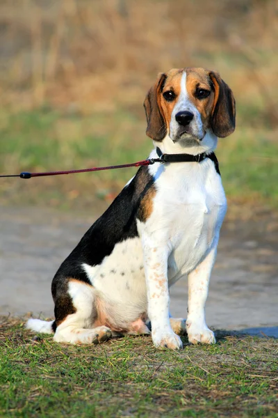 Τρι-χρωματισμένο beagle κουτάβι — Φωτογραφία Αρχείου