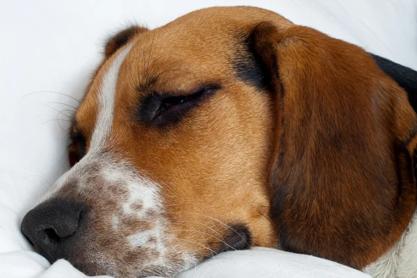 Τρίχρωμη beagle κουτάβι που κοιμάται — Φωτογραφία Αρχείου