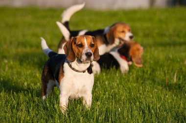 Beagle köpekler