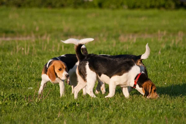 Beagle köpekler — Stok fotoğraf