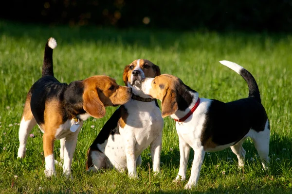 Beagle psi — Stock fotografie