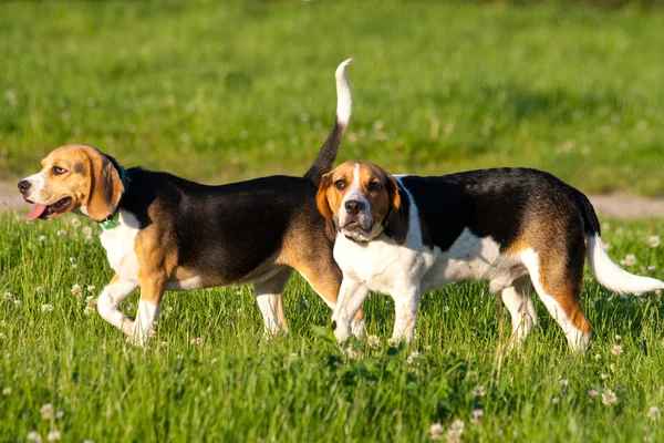 Beagle psy — Zdjęcie stockowe