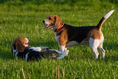 Beagle köpekler