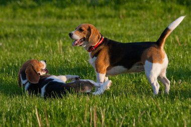 Beagle dogs clipart