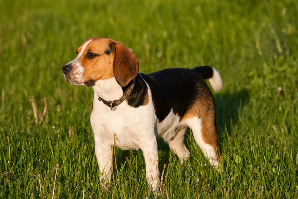 Pes Beagle — Stock fotografie