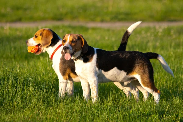 Perros Beagle — Foto de Stock