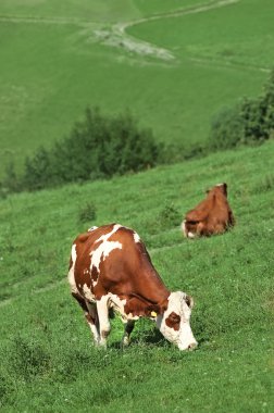 Cows clipart