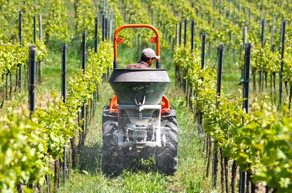 Rahmer streut gerade mit Traktor den Mist im Weinberg aus — Stockfoto