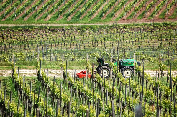 Trator de agricultor na vinha — Fotografia de Stock