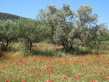 Zeytin ağaçları ve haşhaş