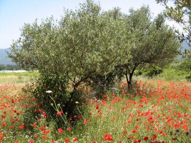 Zeytin ağaçları ve haşhaş