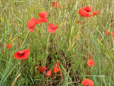 Poppies buğday alanı