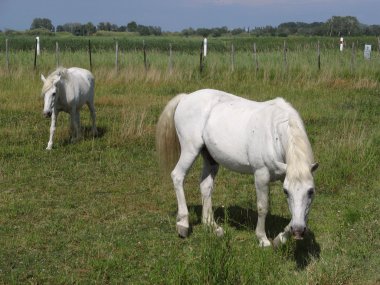 Camargue ATI