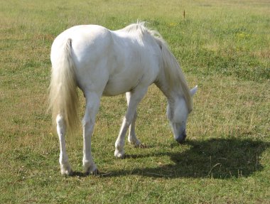 Camargue ATI