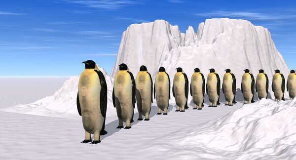 Penguins walk