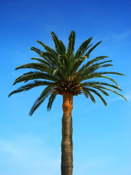 stock image Palm tree