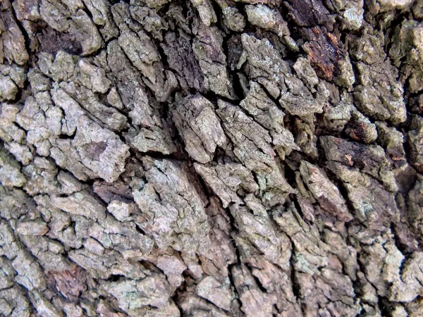 Oak bark texture — Stock Photo, Image