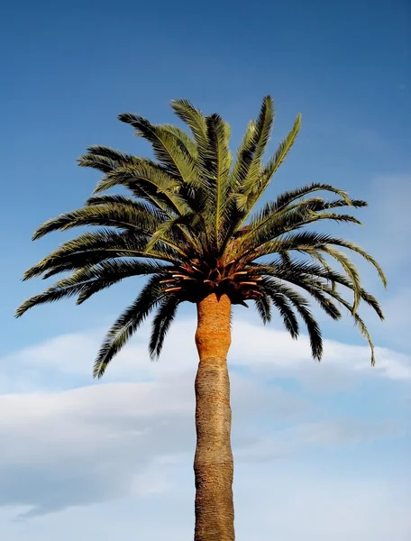 stock image Palm tree