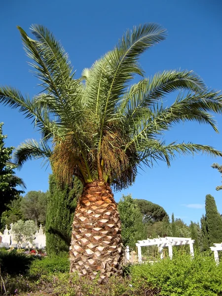 stock image Palm tree