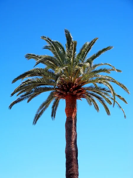 Stock image Palm trees