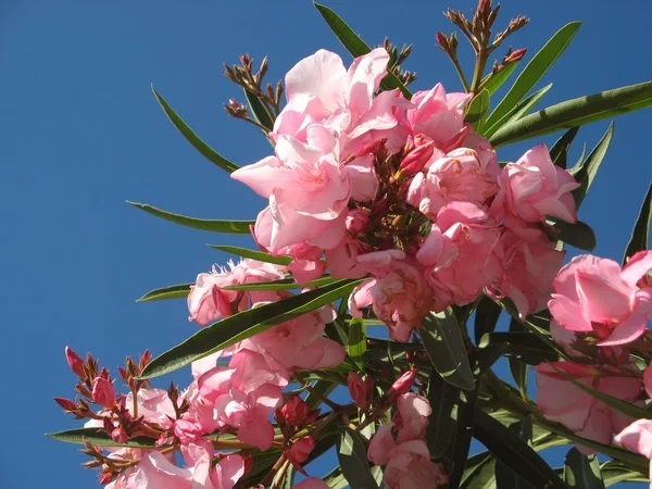 玫瑰月桂树 — 图库照片