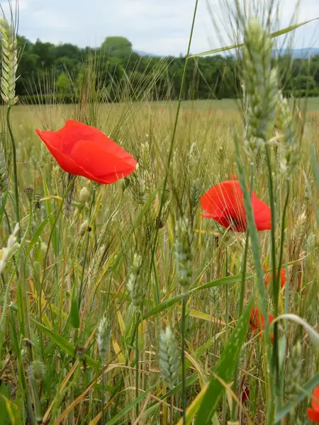 stock image Poppies in a wheat field