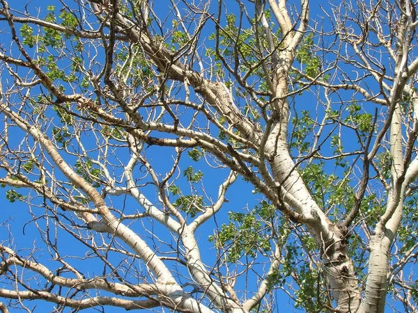 stock image Birch branches in the blue sky