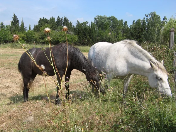 Camargue horses — Stock Photo, Image