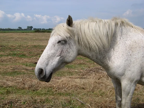Camargue paarden — Stockfoto