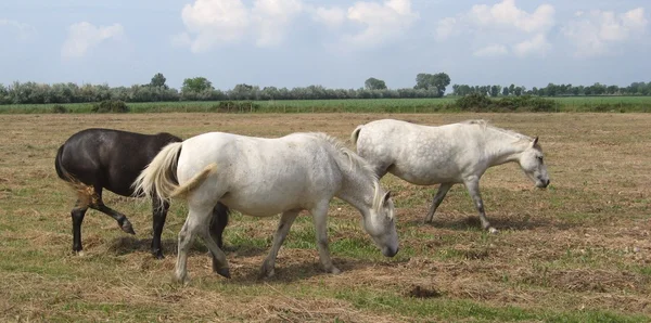 Camargue hästar — Stockfoto