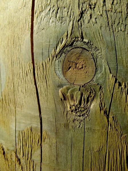 Puun rakenne — kuvapankkivalokuva
