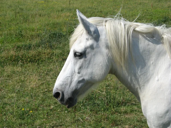 Camargue häst — Stockfoto