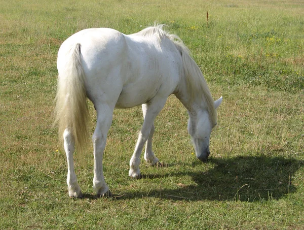 Cavallo Camargue — Foto Stock