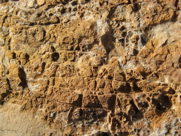 Textura da rocha marinha — Fotografia de Stock