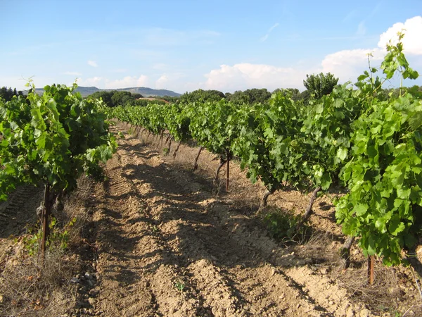 Campo de vinhas Provence — Fotografia de Stock