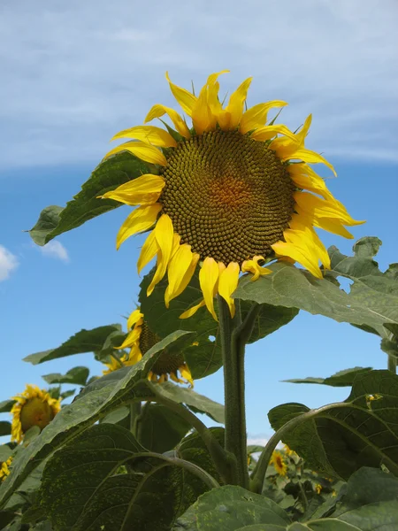 stock image Sunflowers