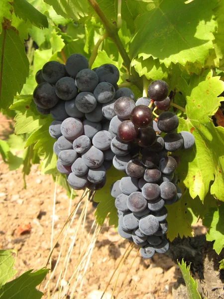 Kawałki winogron — Zdjęcie stockowe