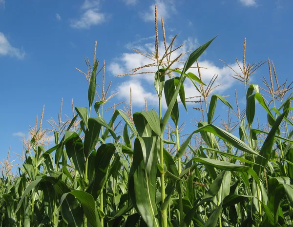 Kukorica a területen Stock Kép