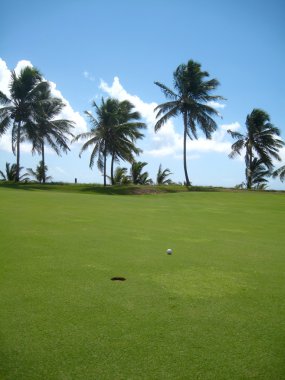 Palm trees on luxury golf course clipart