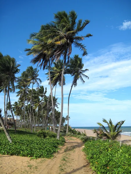 Schöne Szene eines tropischen Strandes — Stockfoto