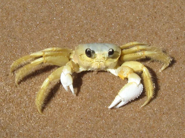 Crabe sur la plage des Caraïbes — Photo