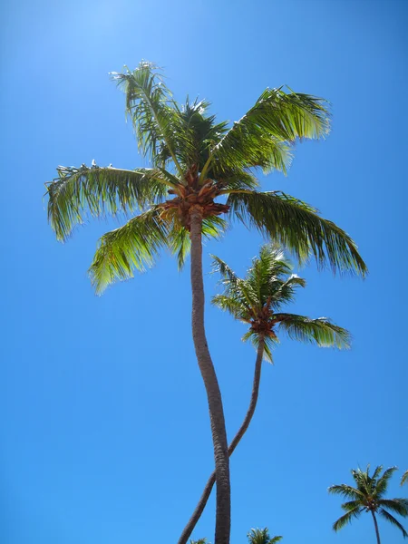 Gökyüzü arka planında palmiye ağaçları — Stok fotoğraf