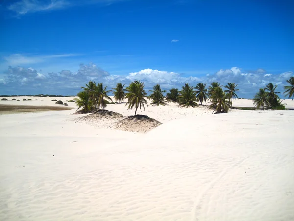Beautiful scene of a tropical beach — Stock Photo, Image