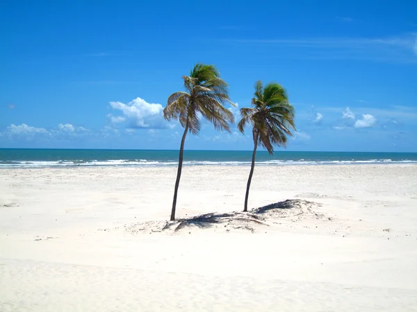 Две пальмы на белом песчаном пляже — стоковое фото