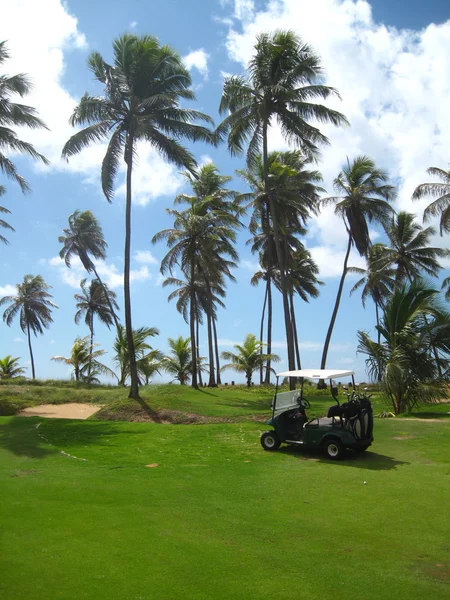 Palmen auf Luxus-Golfplatz — Stockfoto