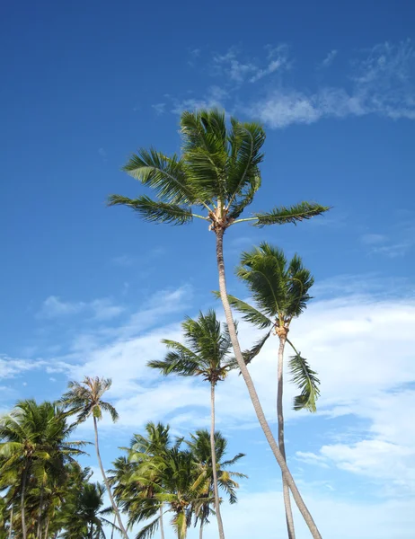Palmen am Himmel Hintergrund — Stockfoto