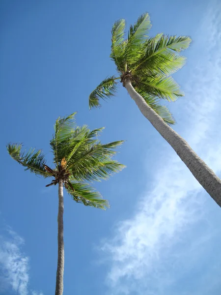 Palmen am Himmel Hintergrund — Stockfoto
